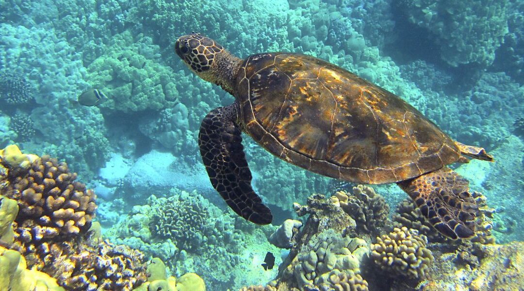 Tortue marine