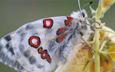 Biodiversité fruitière : préserver les variétés anciennes