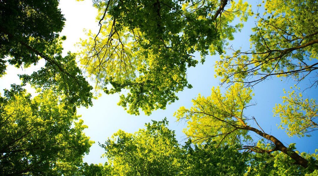 arbres-fruitiers-rapides.jpg