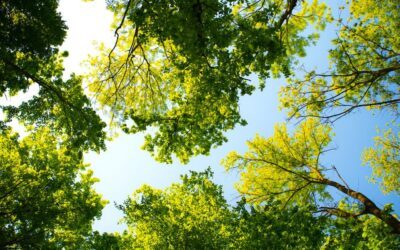 Les arbres fruitiers à croissance rapide : espèces et soins