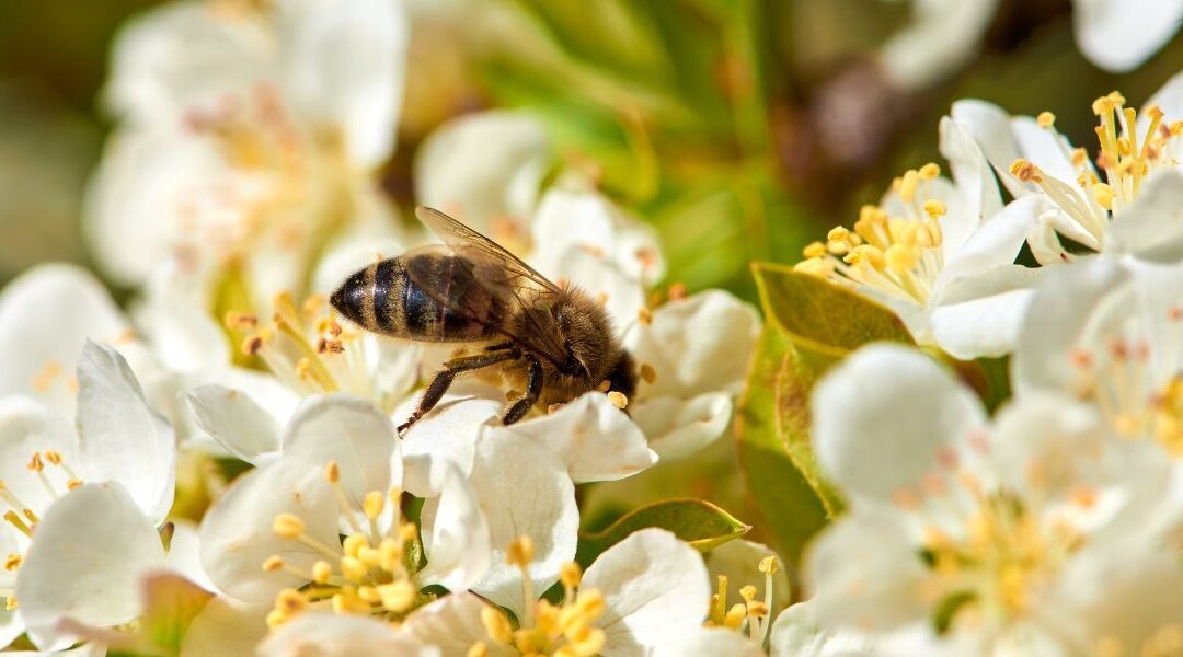 attirer-pollinisateurs.jpg