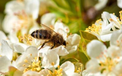 Comment attirer les pollinisateurs : plantes et astuces