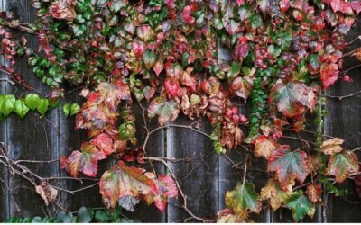Les plantes grimpantes fruitières : gain de place et récoltes
