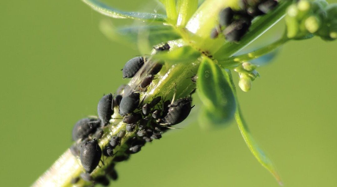 Comment protéger vos arbres fruitiers des ravageurs sans pesticides jpg