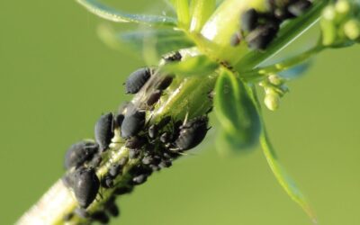 Comment protéger vos arbres fruitiers des ravageurs