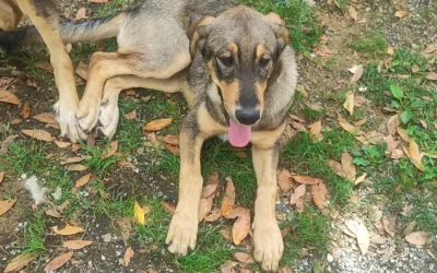Fifi – 6 mois