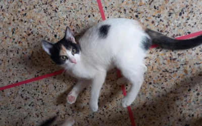 Mina – 5 mois