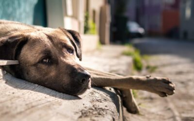 Abandon d’animaux Pyrénées-Atlantiques : comprendre et agir