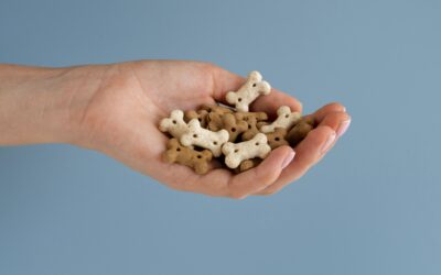 À quoi servent les dons pour une association animale locale ?