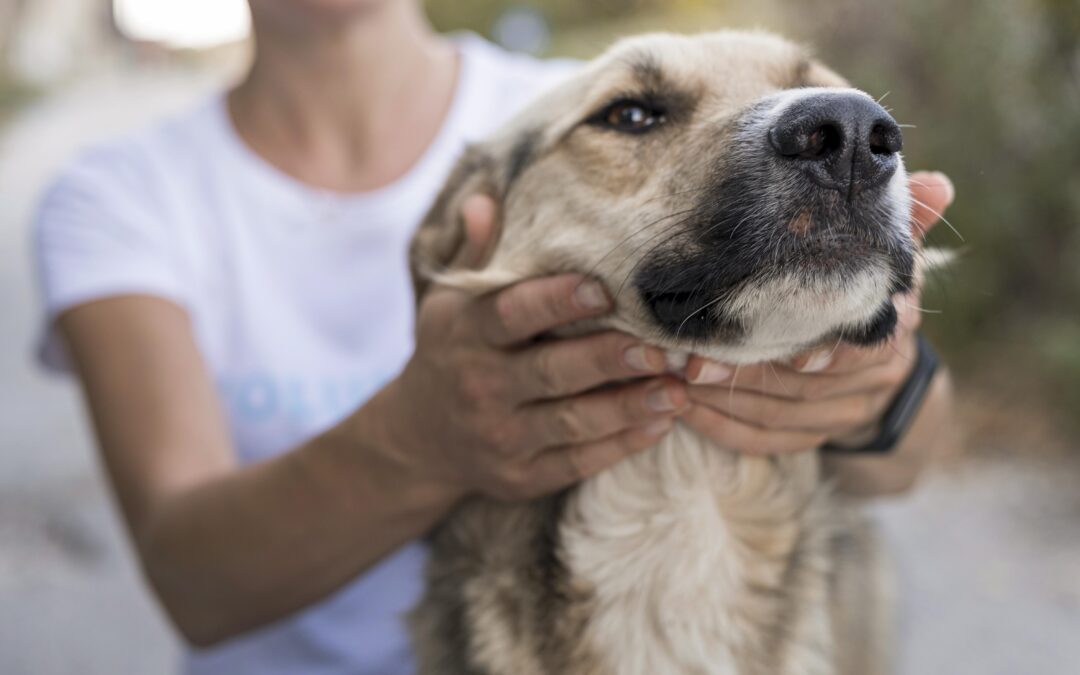 Adopter via une association de protection animale