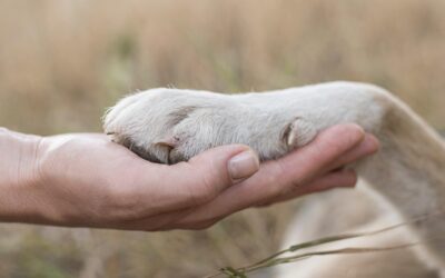Association protection animale Oloron-Sainte-Marie : comment Les 4 Pattes du Piémont Oloronais sauvent les animaux